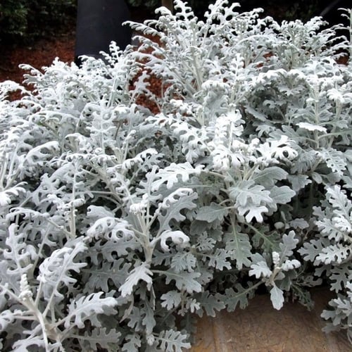 بذور شجيرة راغوورت الفضية