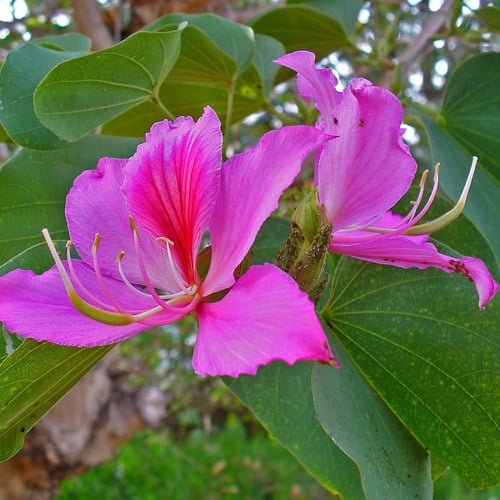 بذور شجرة بوهينيا خف ‫الجمل