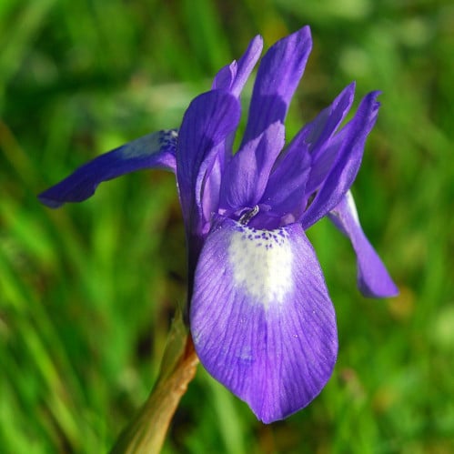 بذور سوسن البرية عنصل الصحراء