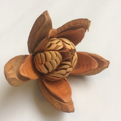 بذور شجرة ماهوجني الافريقي