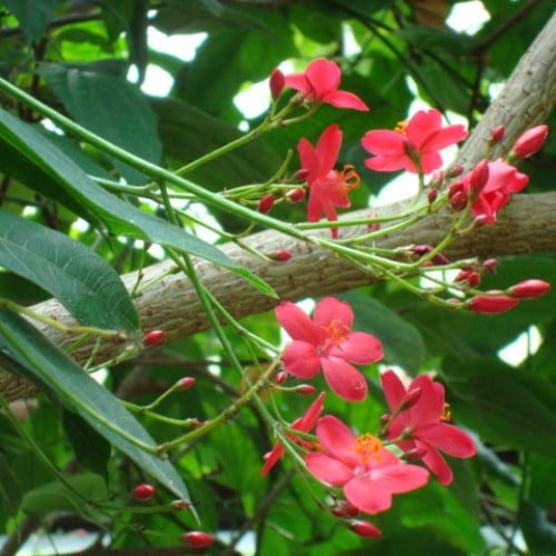 بذور شجرة الجاتروفا الحمراء