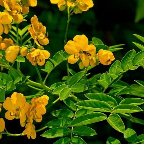 بذور عشبة سنا مكي