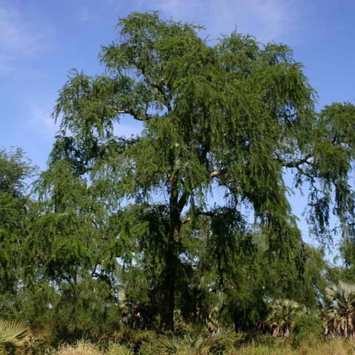 بذور شجرة السنط الابيض النادر