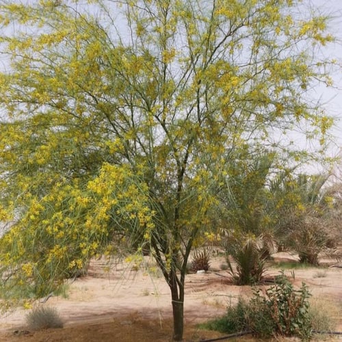 بذور شجرة باركنسونيا شوكة الفرس