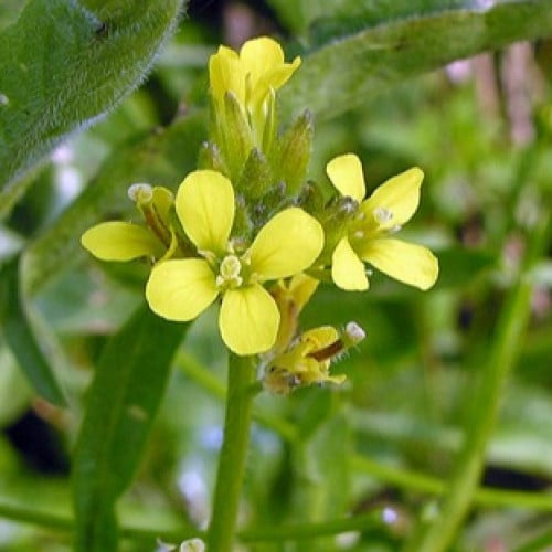 بذور عشبة السمارة البرية