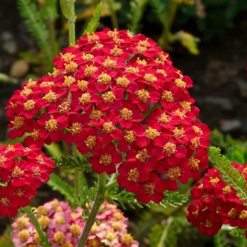 بذور زهور يارو الاحمر العطري