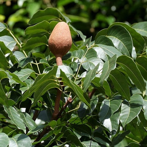 بذور شجرة ماهوجني الافريقي