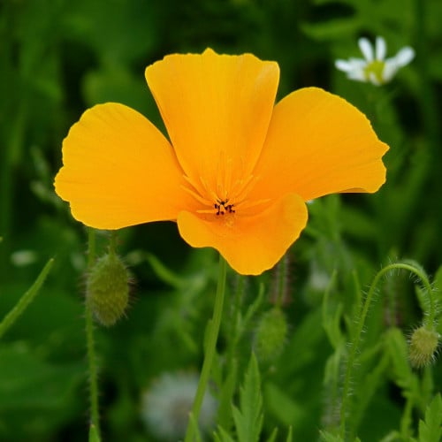 بذور ديدحان كاليفورنيا الذهبي الاصفر