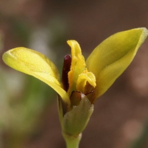 بذور الابلم البرية