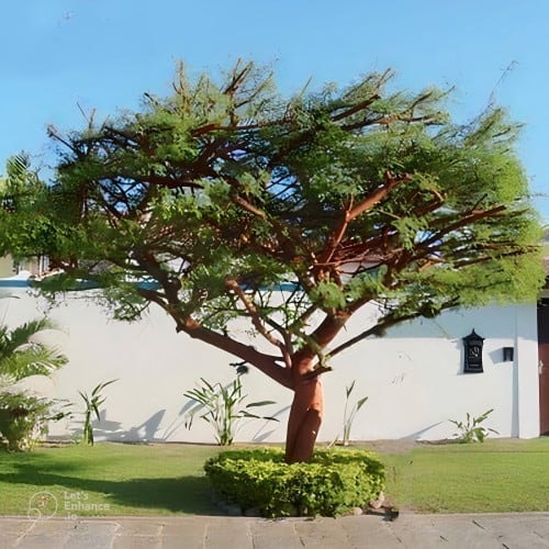 بذور طلح السيال الأحمر