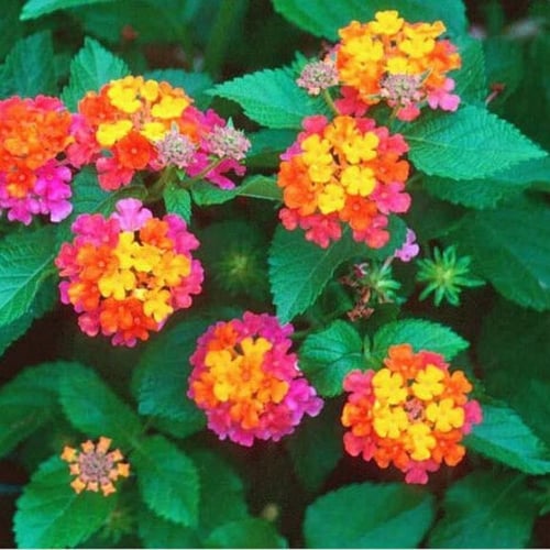 بذور لانتانا كمارا زهرة مينا