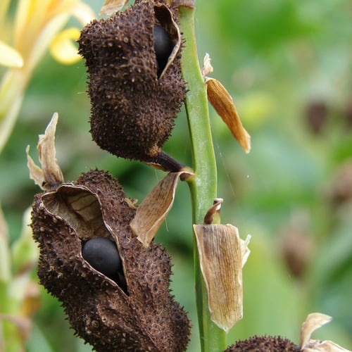 بذور الكنا الصفراء أو القنا الهندي