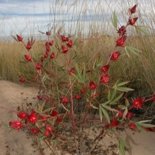 بذور الكركديه غجر احمر