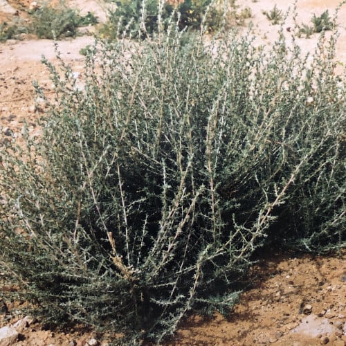 بذور شجيرة الروثة الرعوية