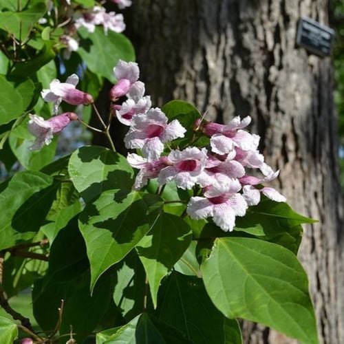 بذور شجرة كاتالبا بونجي الوردية