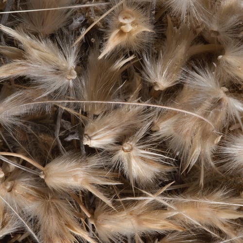 بذور عشبة الضعه