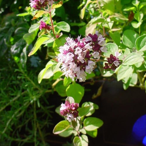 جملة 5000 بذرة من الاوريجانو اليوناني للاكل