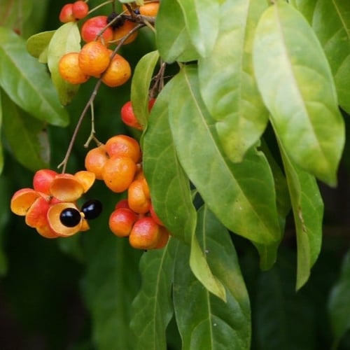 بذور شجرة هاربوليا