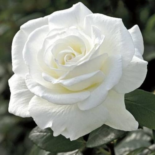 بذور ورد جوري أبيض