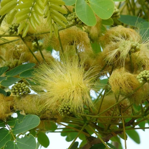 جملة 300 بذرة من شجرة اللبخ . ذقن الباشا