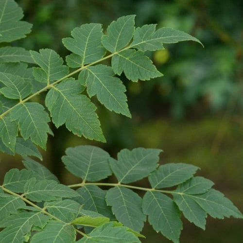 بذور شجرة المطر الذهبية كليروتاريا