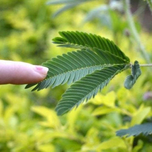 بذور ميموسا بوديكا الخجولة