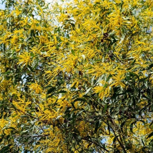 بذور طلح الاوريكوليفورميس