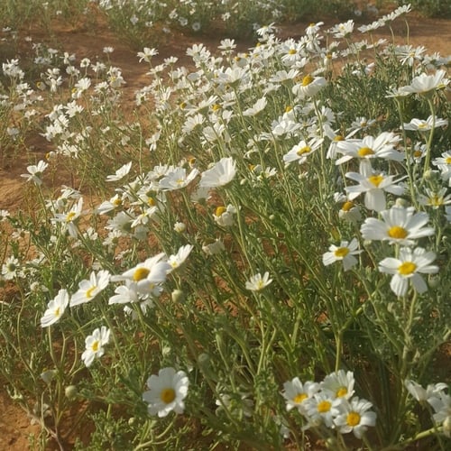جملة بذور قحويان النفود 10 الآف بذرة .أقحوان بري