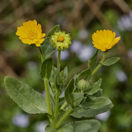 بذور الحنوة البرية