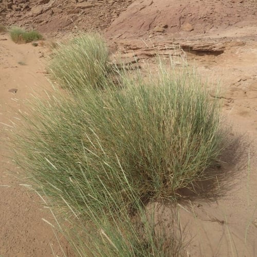 بذور عشبة الضعه