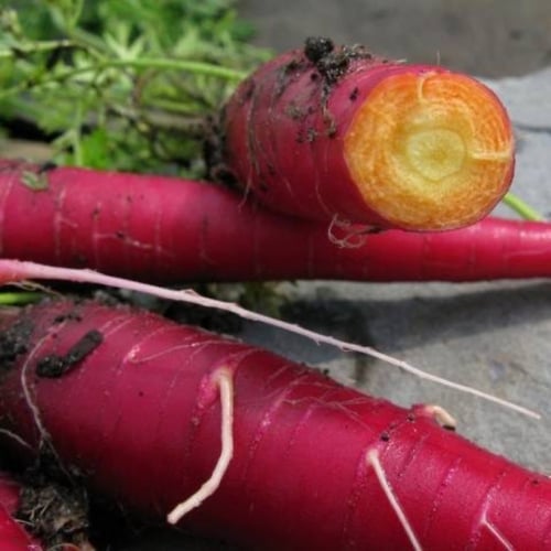 بذور الجزر الارجواني الأحمر