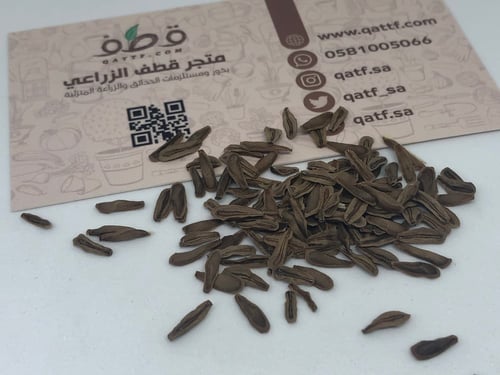 جملة بذور شجرة المرخ العطرية