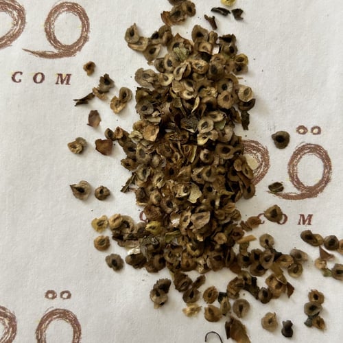 بذور زهرة السلحفاة