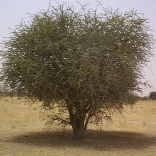 جملة 300 بذرة من شجرة السرح