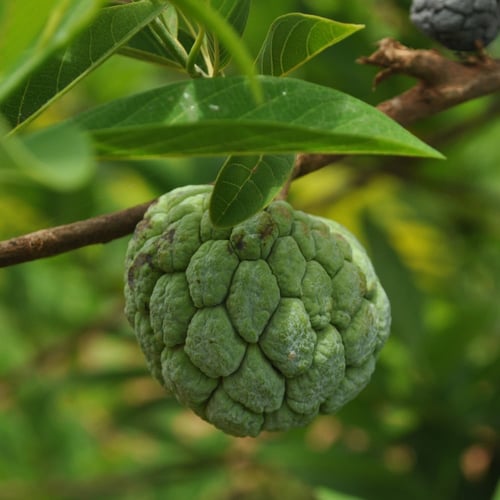 بذور فاكهة القشطة