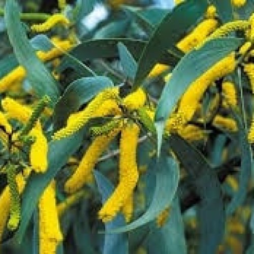 بذور طلح الاوريكوليفورميس