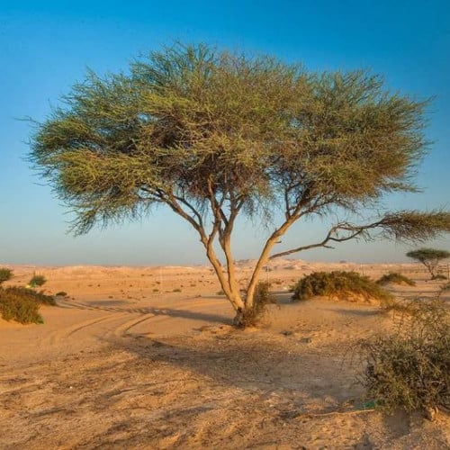 جملة 500 بذرة من شجرة السمر