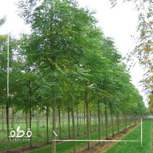 بذور الزنزلخت