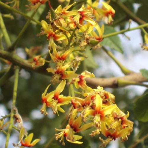 بذور شجرة المطر الذهبية كليروتاريا