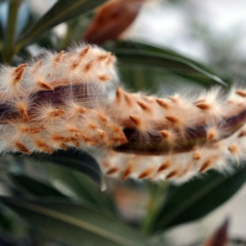 بذور شجرة الدفلة الزهرية البيضاء