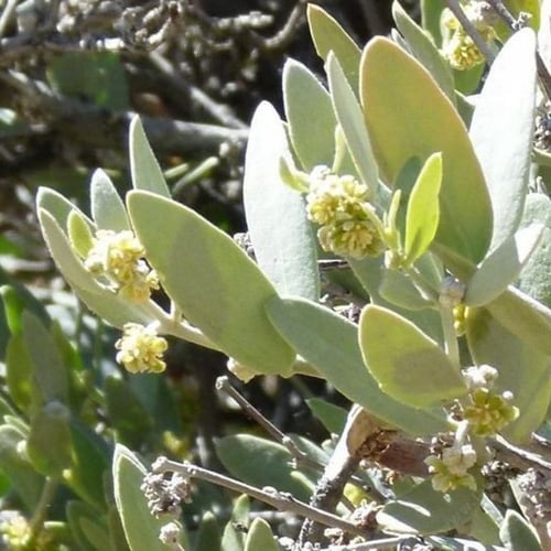 بذور شجيرة جوجوبا