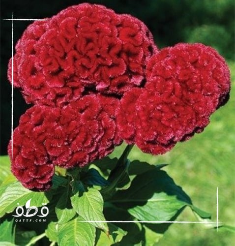 بذور زهرة سيلوزيا كريستاتا عرف الديك