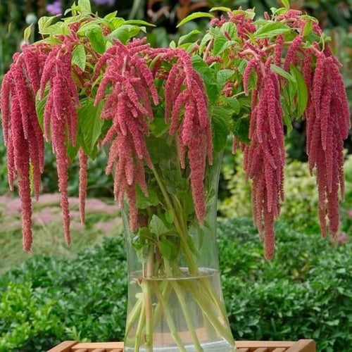 جملة 1000 بذرة من زهرة امرانتس طريحة الحب