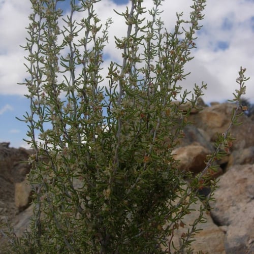 بذور شجرة السيداف البري