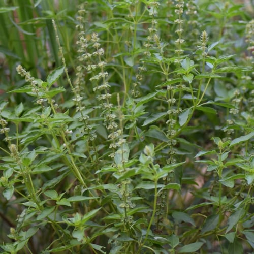 جملة 2000 بذرة من الريحان الليموني للاكل