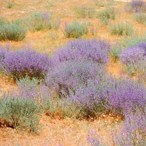 بذور العهينة البرية