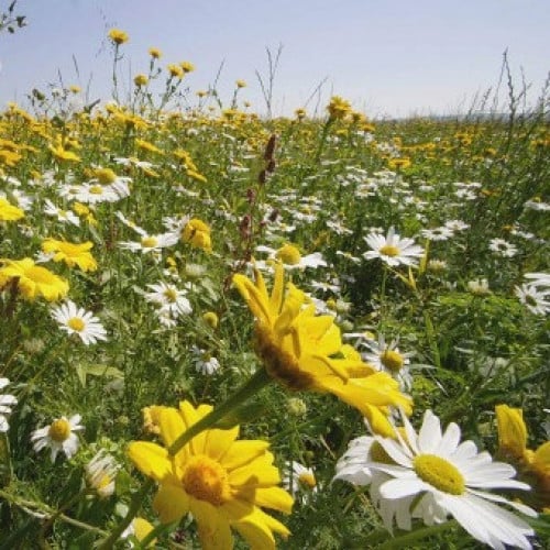 جملة 5000 بذرة من اقحوان البساتين الطويل