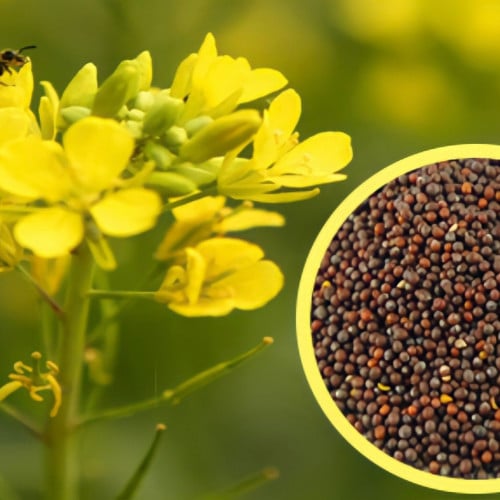 بذور الخردل البلدي