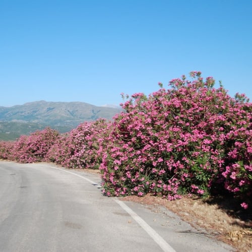 بذور شجرة الدفلة الزهرية البيضاء