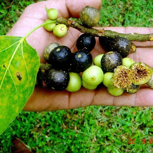 بذور فيكس لسان العصفور